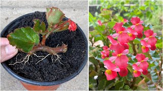 Begonias bloom continuously when using this water bottle for propagation [upl. by Irv]