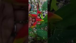 Heliconia trending gardenning shortsfeed garden lilygarden gardening gardenplants plants [upl. by Ihsir490]