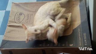 CAT ATTACKS KITTEN  KITTEN FIGHTS BACK [upl. by Danyluk]