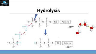 Hydrolysis of ATP [upl. by Siuol]