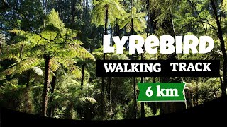 Lyrebird Walk Dandenong Ranges [upl. by Derfliw]