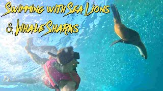 Swimming with Sea Lions amp Whale Sharks in La Paz 🇲🇽 snorkeling whaleshark sealions [upl. by Brenden]