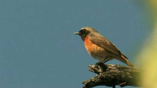 COMMON REDSTART Finland [upl. by Ulani]