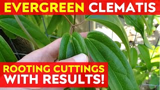 How to Root Evergreen Clematis Cuttings  Propagating Clematis [upl. by Judsen]