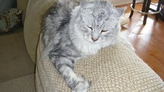 Big Maine Coon Cat Irritated Due to Rain [upl. by Mahseh]