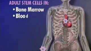 Adult Stem Cell Results amp Embryonic Stem Cell Ethics Video [upl. by Guilbert]