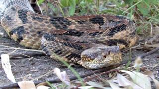 Canebrake Rattlesnake [upl. by Aihcela]