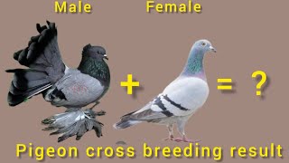 pigeon breeding cross result pigeon [upl. by Milone]