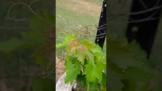 Grapevine progress 81124 [upl. by Ihana]