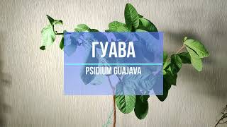 Гуайява лат Psidium guajava [upl. by Odareg]