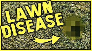 Identifying Common Lawn Diseases  LAWN CARE 101 [upl. by Danni]