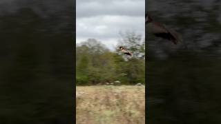 Pheasant hunting at Little “q” Ranch mississippi [upl. by Rossuck]