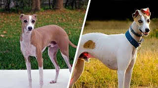 Greyhound VS Whippet 🐕 What’s The Difference [upl. by Anicart]