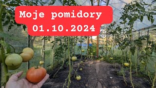 Moje Pomidory na dzień 1 października [upl. by Giffard692]