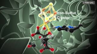 How Enzymes Work from PDB101 [upl. by Lucie]