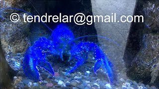 Pourquoi ce homard estil bleu [upl. by Eelibuj987]