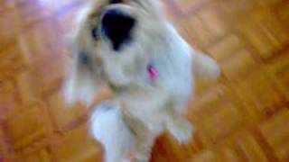 PEKINGESE DANCE [upl. by Nnaeirual]