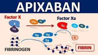 Apixaban Eliquis as blood thinner  Mechanism precautions amp interactions [upl. by Claman]