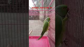 Main tota main tota shorts parrot poem [upl. by Yemirej328]