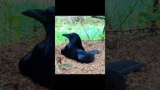 Crows Let Ants ATTACK Them But Whats the REAL Reason animalfacts [upl. by Bilbe]