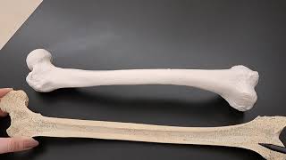 Anatomy of Long Bones on a Real Human Femur [upl. by Ennoirb635]