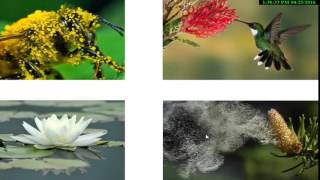 Science Plant life Cycle UrduHindi ClassI II III [upl. by Krishna]