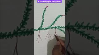 Selaginella  spikemoss  pteridophyte  botanydigrams [upl. by Ecille989]