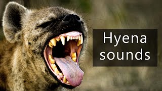 The sounds of hyenas [upl. by Gennaro]