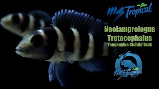 Neolamprologus Tretocephalus  Tanganyika Cichlid Tank [upl. by Arbuckle]