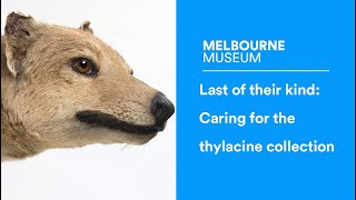 Last of their kind Caring for the Tasmanian Tiger collection [upl. by Akemhs]