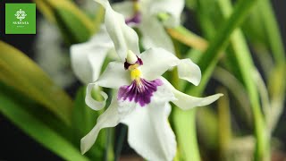 Miltonia Orchid  Miltonia Spectabilis Care  How To Grow Orchids  Growing Orchids Under Lights [upl. by Aikaj435]