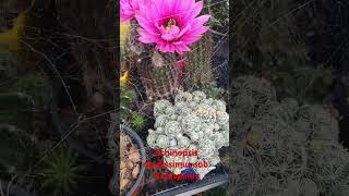 Echinopsis rigidissimus sub rubispinus in glorious bloom cactusgarden cactus cacti succulent [upl. by Auqined704]