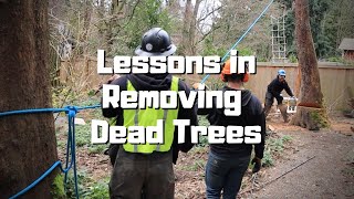 Removing a Dead Madrone Tree in Mercer Island Seattle Washington [upl. by Archy]