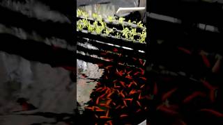 HOME AQUAPONICS WITH GOLDFISH 🌱🐠 gardening aquaponics aquaponicsfarming paulstingray garden [upl. by Nywra209]