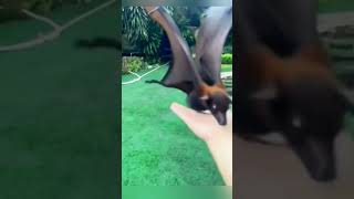 Rescued an injured little batnever expected many years later shortvideo animals pets shorts [upl. by Caras]