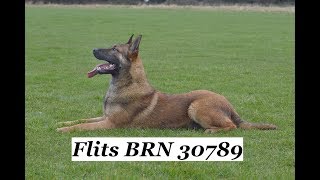 Mix Malinois Flits 9 months old [upl. by Floyd]