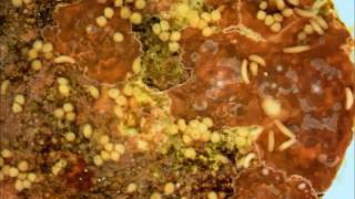 Coral larvae settling on calcareous red algae [upl. by Laroy335]