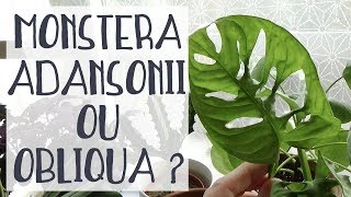 Monstera  Obliqua ou Adansonii [upl. by Ahcim97]