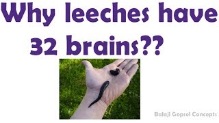 Why leeches have 32 brains  General Knowledge  Balaji Gopsel Concepts [upl. by Aynor690]