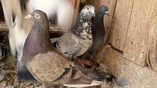 My Pigeons Tipplers 2023 [upl. by Abijah]