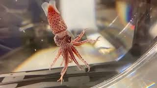 Strawberry Squid AKA cockeyed squid Histioteuthis heteropsis [upl. by Enehpets242]