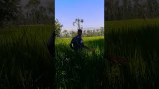 Insects attack in Rice villagelife dutytime agriculture vegetablefarming nature duty agri [upl. by Atis]