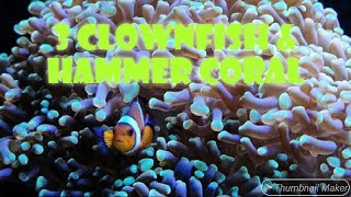 3 Clownfish and Hammer Coral  Stunning [upl. by Reahard]