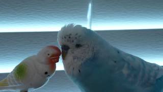 ENGLISH BUDGIE PARAKEET TALKING TO HIS LITTLE FRIEND [upl. by Iviv]