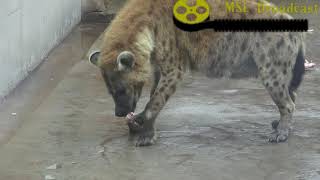 Spotted hyena eating food [upl. by Ecinhoj]