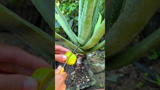 This is how I take care of my aloe vera plant every day shorts aloevera [upl. by Aylsworth635]