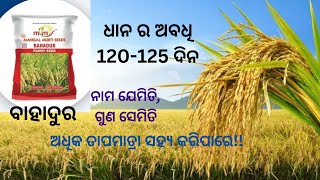 Best Paddy Variety  krushakmitraodisha Bahadur  MM seeds 120125 days paddy [upl. by Hnacogn]