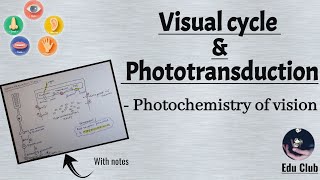 Visual Cycle  Phototransduction  Photochemistry of vision  Special Senses Physiology [upl. by Lewap659]