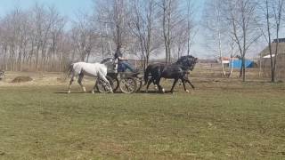 Lipizzaner stallions Bartha Seik Nemo Passzio [upl. by Nomyad298]