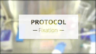 Protocol  Fixation [upl. by Gloriane]